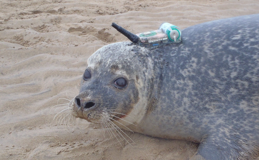 Vodafone builds an Internet of seals for Sea Mammal Research Unit