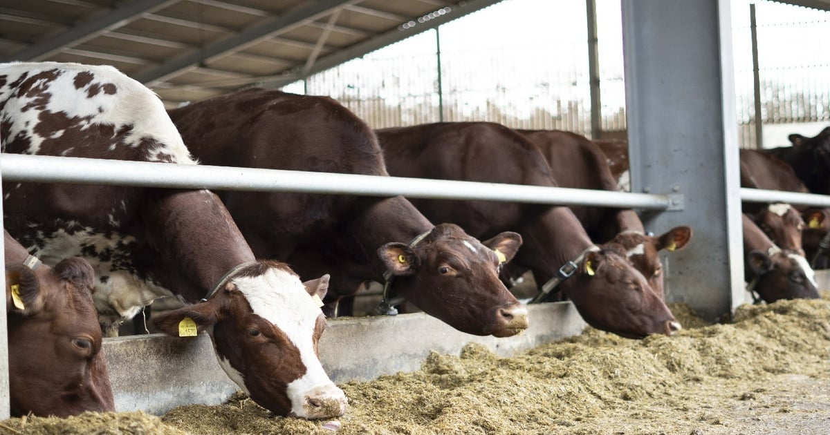 Boldyn deploys 5G RedCap for smart livestock monitoring