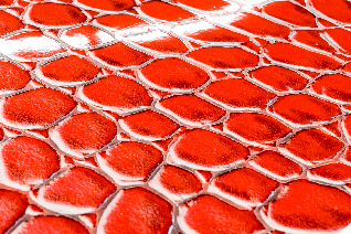 embellishment print sample snake