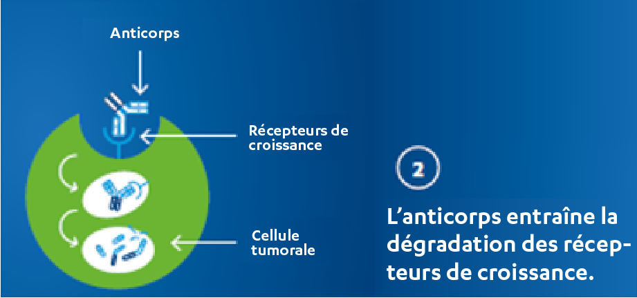 Thérapie ciblée par anticorps