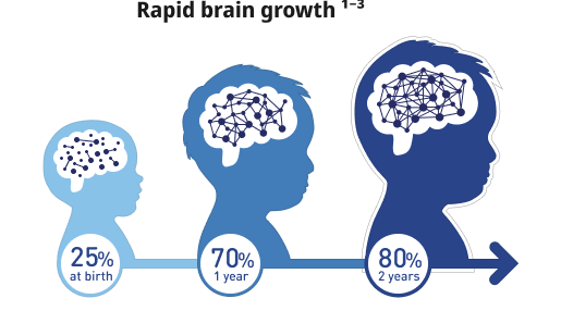 rapid brain growth