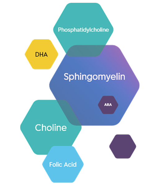 Hexagonal diagram showing brain health nutrients: Sphingomyelin as the central large hexagon, surrounded by smaller hexagons labeled DHA, Phosphatidylcholine, Choline, Folic Acid, and ARA.