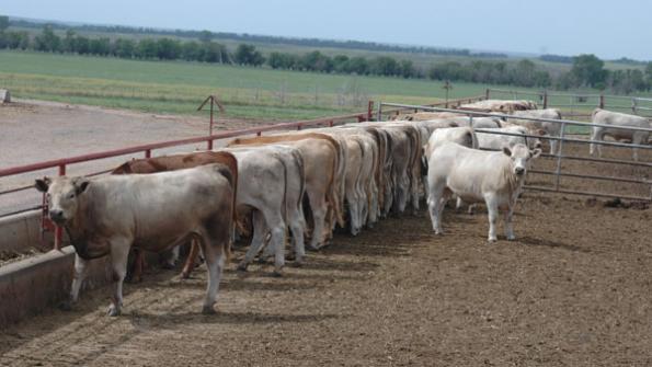 Beef producers: Ask the right questions