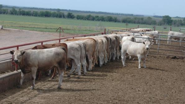 Beef producers: Ask the right questions Beef producers: Ask the right questions