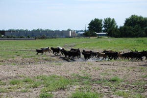 Battle For Grass Calves Stretches Prices Further