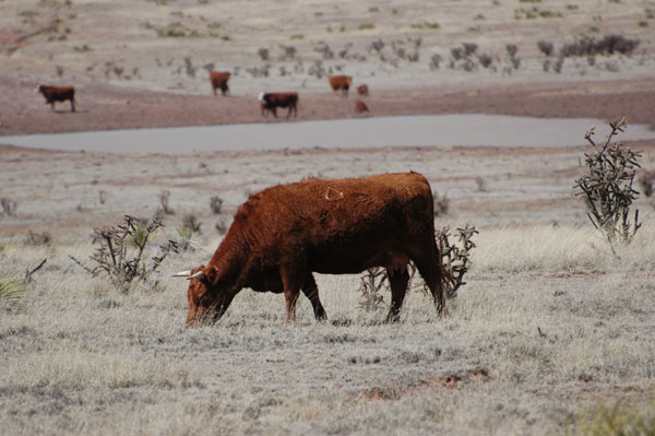 2016 weather outlook: Is drought in the forecast?