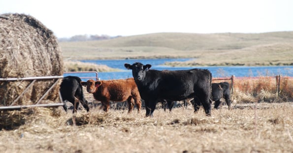 5 Trending Headlines: What a packer wants; PLUS: Drag-racing tractors ...