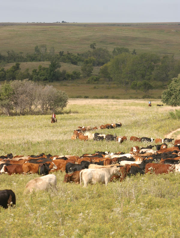 Ranchland Holds Steady In Texas, Surrounding Region