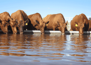 Red Angus cows