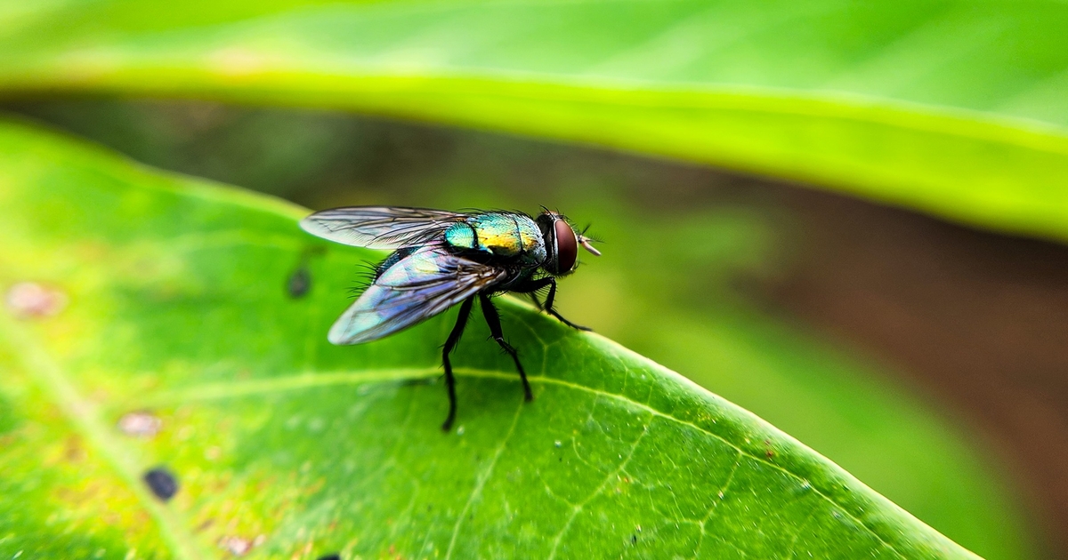 Emergency use of animal drugs authorized for screwworms