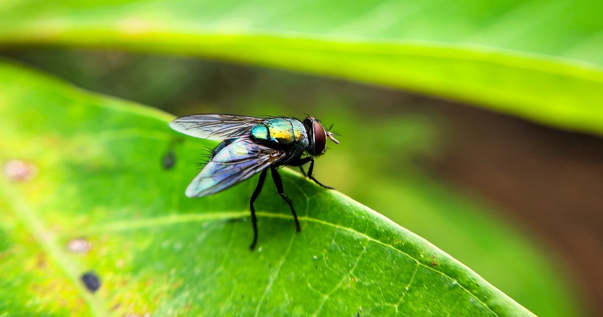 USDA shares roadmap for screwworm playbook reviews