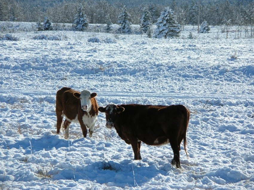 Can you use snow as a water resource for your cattle?