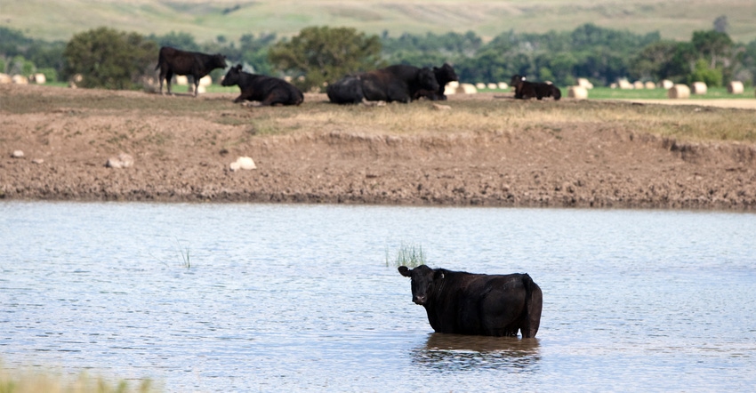 Black angus cow in pond