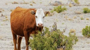 Patience Is The Key In Recovering Drought-Stressed Pasture