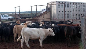 Fed-Cattle Prices Reach New Record Highs