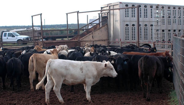 Fed-Cattle Prices Reach New Record Highs