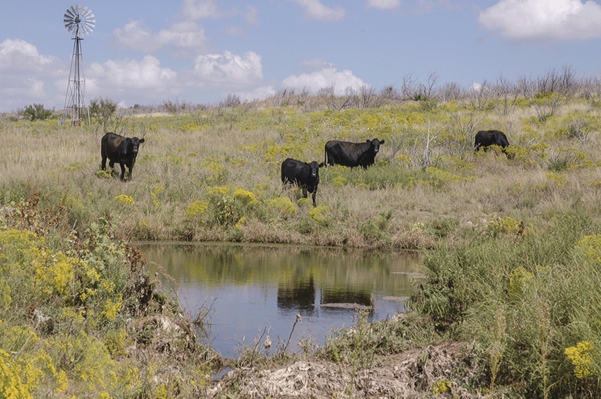 Water issues intensify; will the livestock industry be left in the dust?