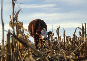 Grazing Drought-Stressed Corn Stalks For Cattle Feed