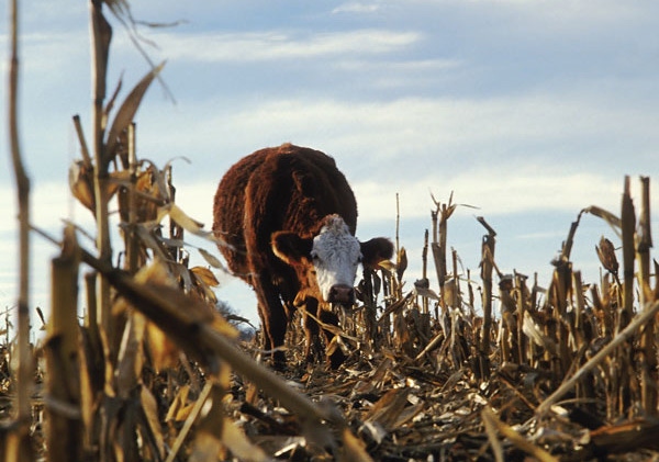 Grazing Drought-Stressed Corn Stalks For Cattle Feed