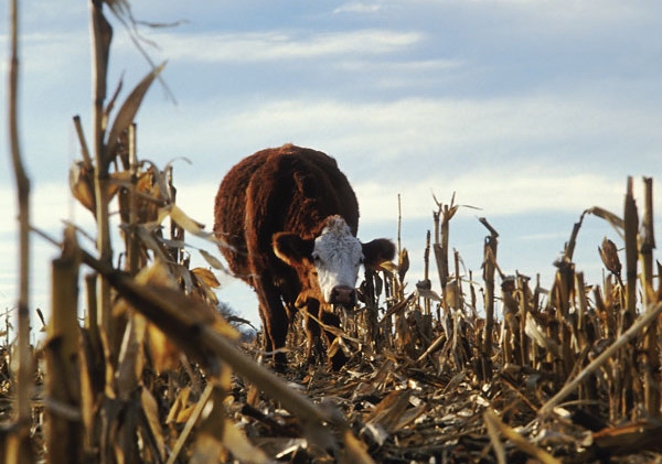 Grazing Drought-Stressed Corn Stalks For Cattle Feed Grazing Drought-Stressed Corn Stalks For Cattle Feed