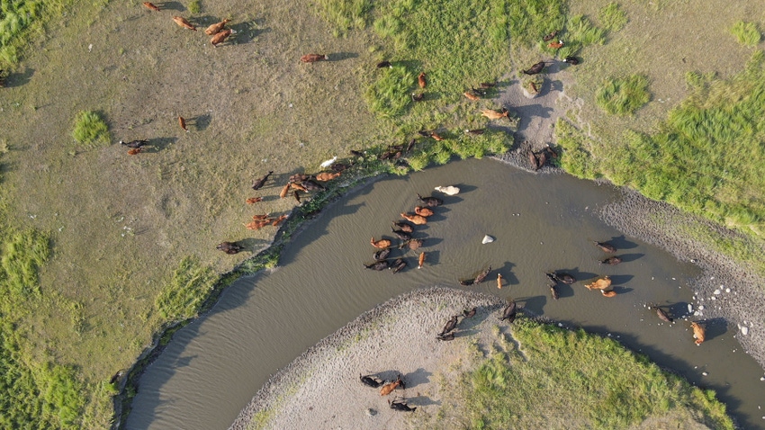 Livestock next to a shrinking, drought-stricken stream