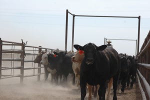 Has Santa come early for cattle producers?