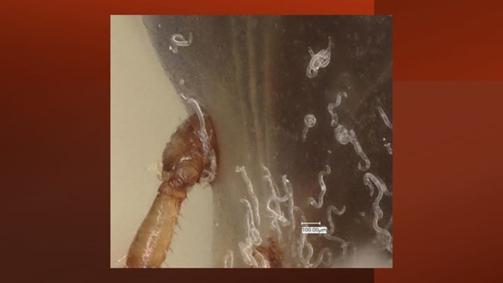 Can nematodes curb spread of cattle fever ticks?