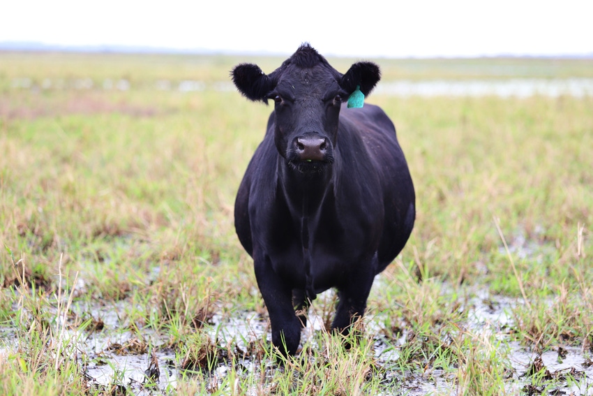Flooded Pasture_0.jpg Flooded Pasture_0.jpg