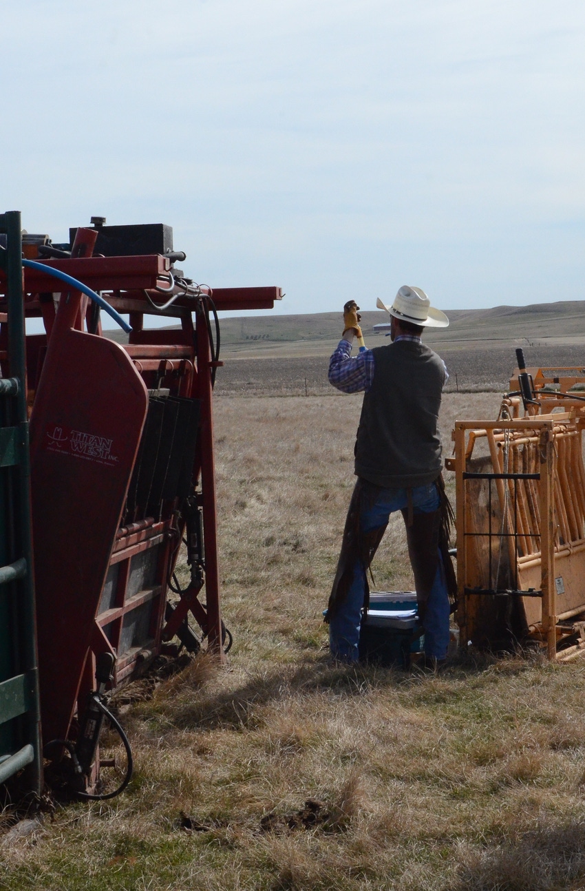 7 tips to help you develop a treatment protocol plan for your cattle