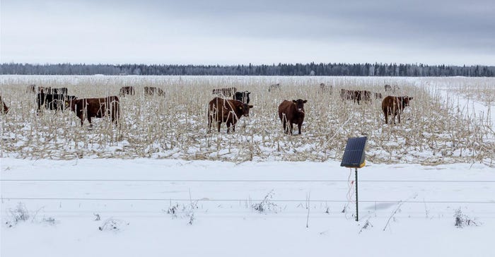 Gallagher-electric-fence-cows-grazing-field-winter.jpg