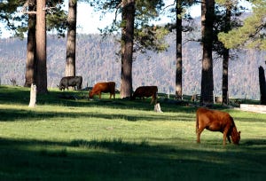 Cattle grazing public land
