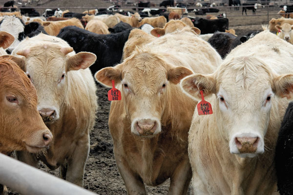 Fed Cattle Can Make Money, Even With High Inputs