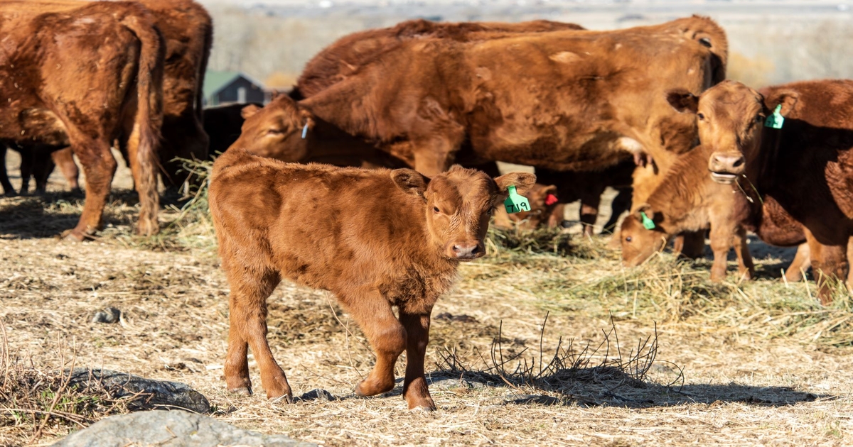 Montana leaders urge DOI to protect grazing rights