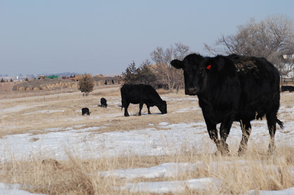 Winter Prep Essential For Beef Cowherd Management
