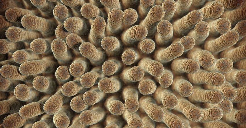 Modulating gut health in ruminants Modulating gut health in ruminants