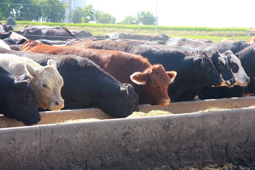 Zinc supplement payoff for feeder cattle has a limit