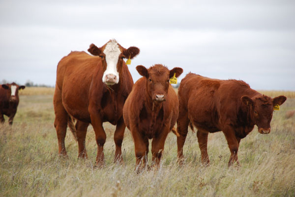 Do Genomics Have Value For Cow-Calf Producers?