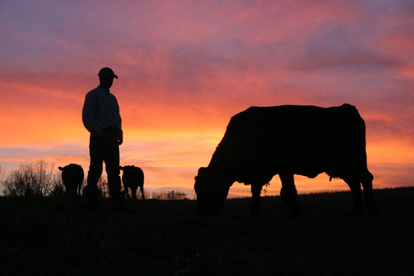 The sanity of the cattle business provides hope for an insane world