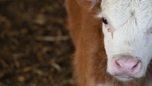 Hereford cow close-up, facing camera
