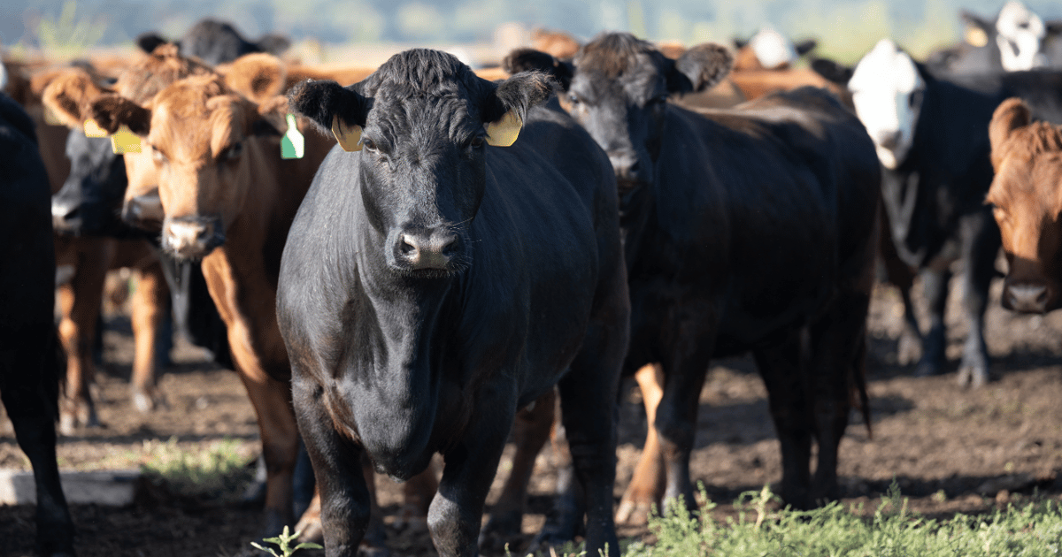 Add value, manage market volatility by selling beef directly to consumers