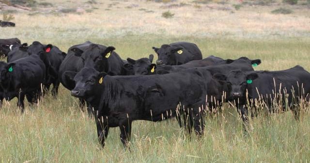 Ranchers were Green before Green was cool