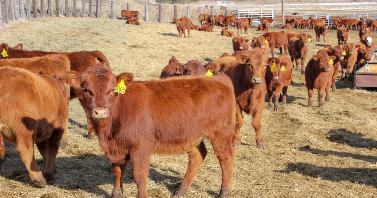 Key considerations for winter managing weaned calves