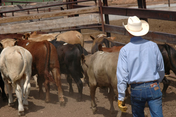 Getting your calves ready for the feedyard