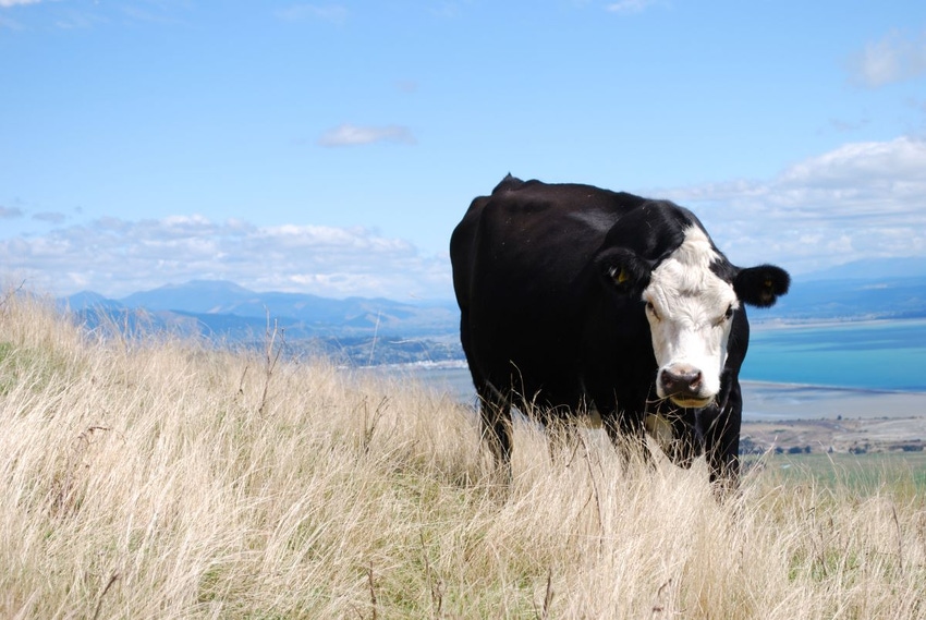 7-14-21 cow in drought_2.jpg