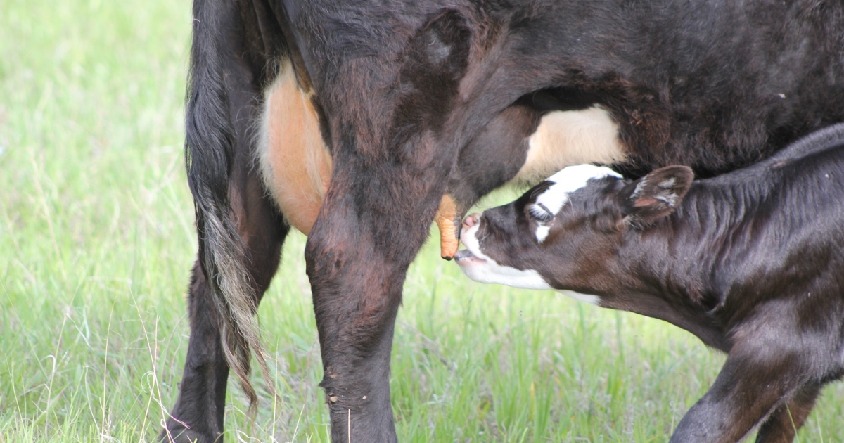 Nebraska Extension hosting Cow Clinics