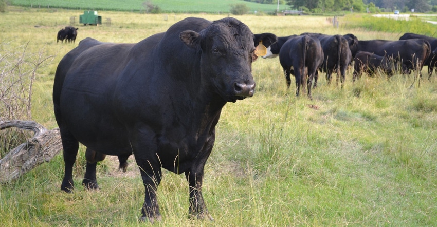 PurinaCattle_Angus bull_1540x800.jpg PurinaCattle_Angus bull_1540x800.jpg