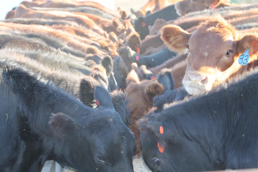 Last day to vote for the best “Bellied up to the feedbunk” photo; PLUS: 5 cattle nutrition resources