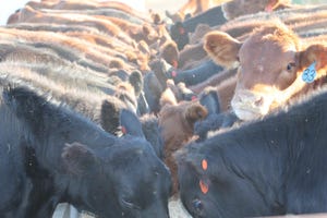 Last day to vote for the best “Bellied up to the feedbunk” photo; PLUS: 5 cattle nutrition resources