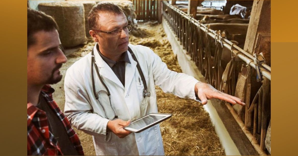 FDA approves KetoMed for fever in cattle with BRD