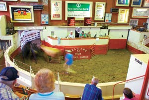 Buyers get choosier, preconditioned calves ring up the bids